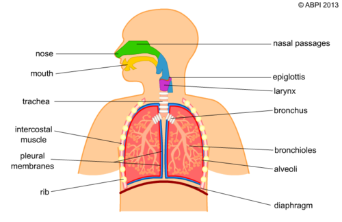 Diagram of Breathing