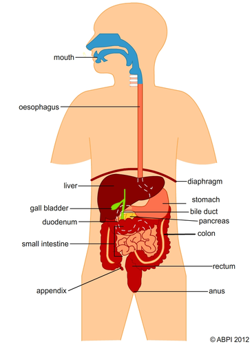 Digestive System - Labelled