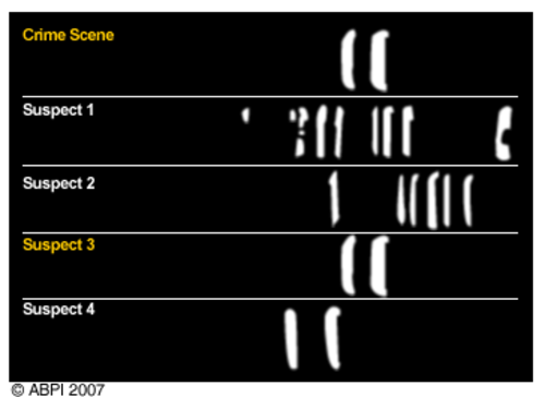 DNA Fingerprinting