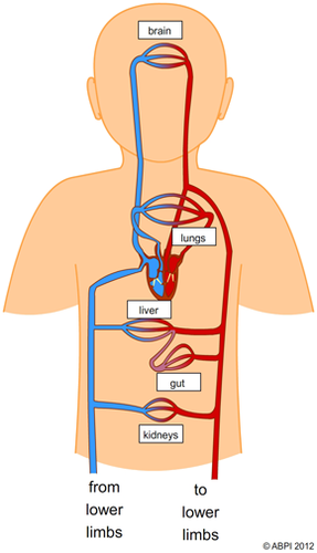 Double Circulation System
