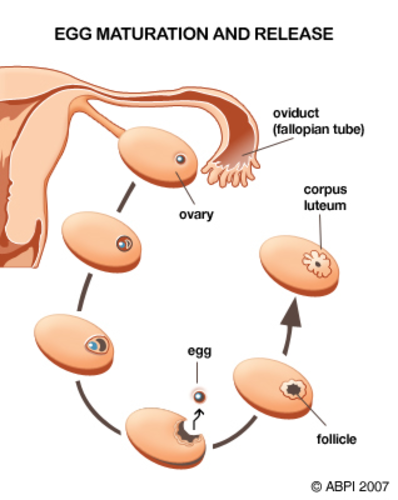 Egg Maturation & Release
