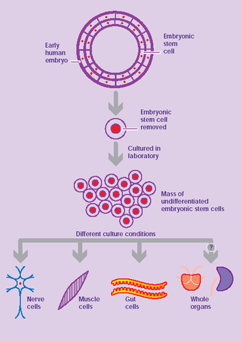 Embyonic Stem Cells
