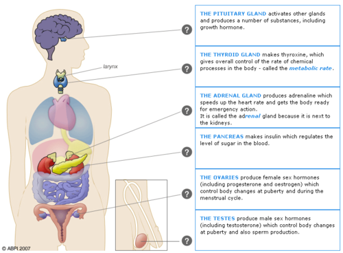 Endochrine Glands