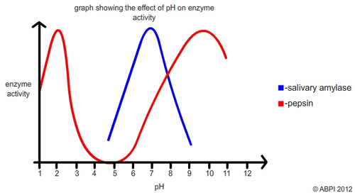 Enzyme Activity and pH