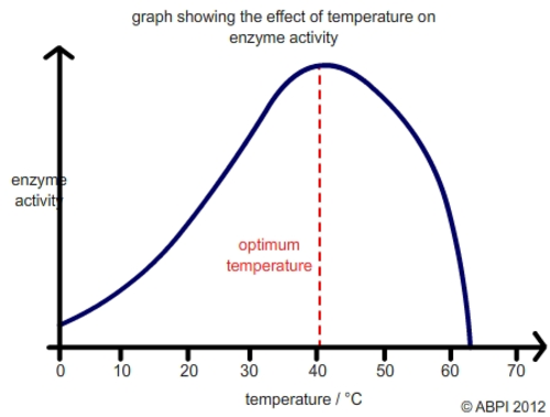 Enzyme activity and temperature