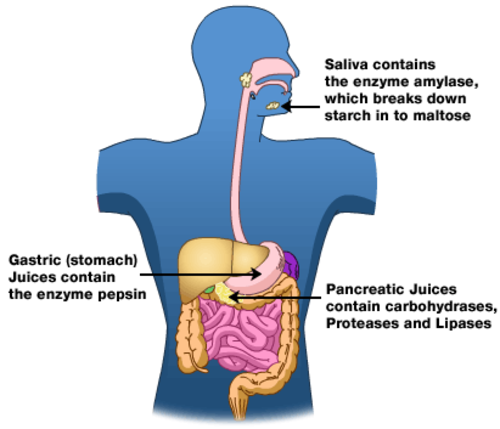 Digestion of Enzymes