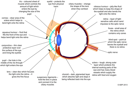 Eye Cross Section