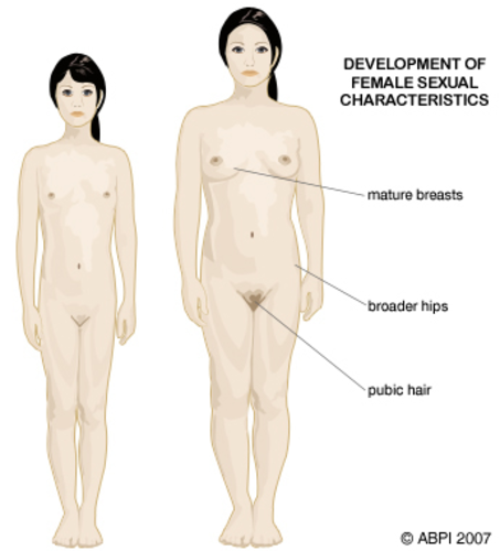Female Sexual Characteristics