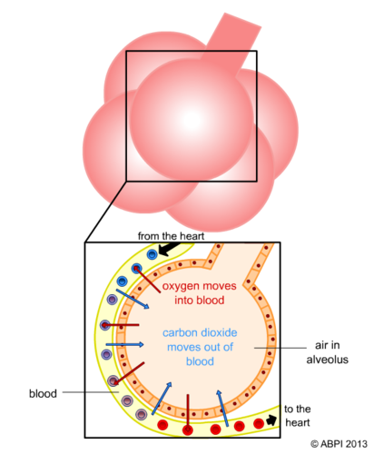 Internal Gaseous Exchange