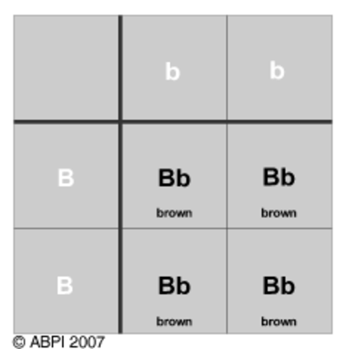 Genetics - Eye Colour