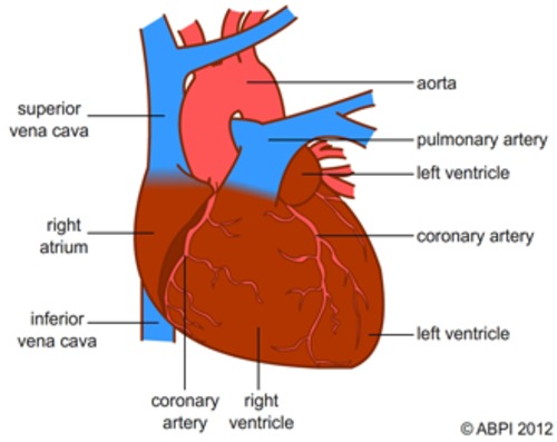 Simple heart diagram to label by kpendlebury - Teaching Resources - TES