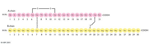 Insulin Chain