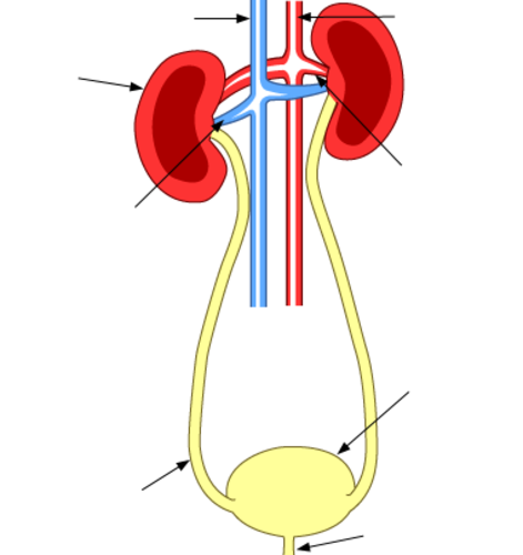 Kidney Quiz
