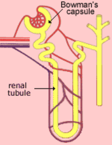 Kidney renal tubule