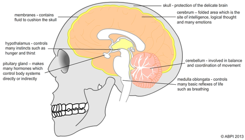 Labelled Brain