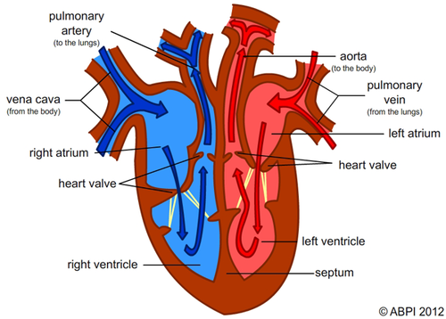 Labelled Heart