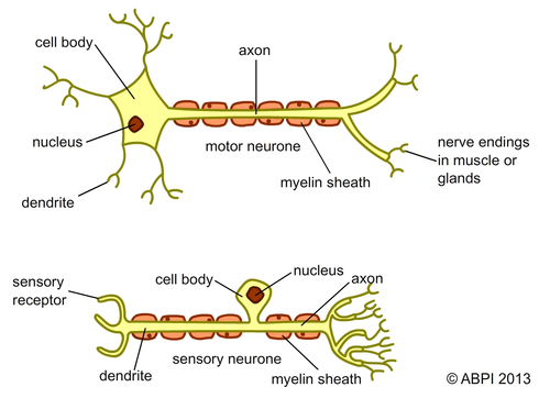 Labelled Neurones