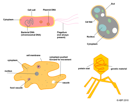 Microbes - Diagram