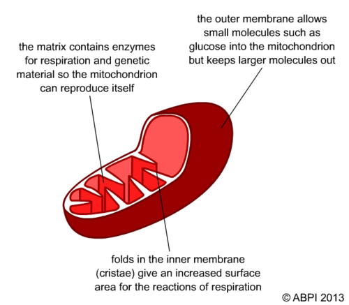 Mitochondria Cell by abpischools - Teaching Resources - Tes