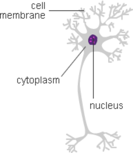 Nerve Cell