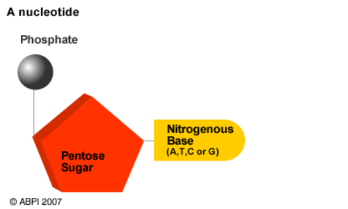 Nucleotide | Teaching Resources