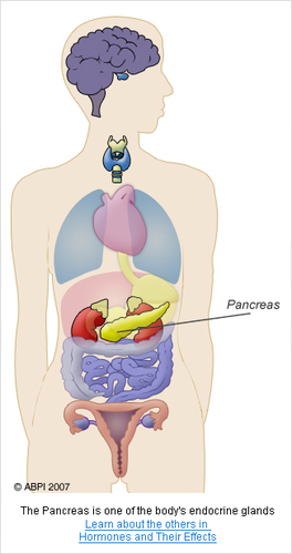 Pancreas Diagram