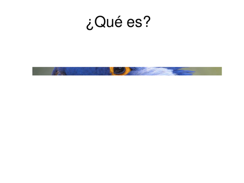 Guess what animal it is