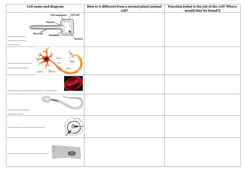 Cells Placemat