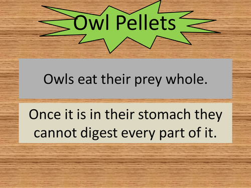Owl Pellets