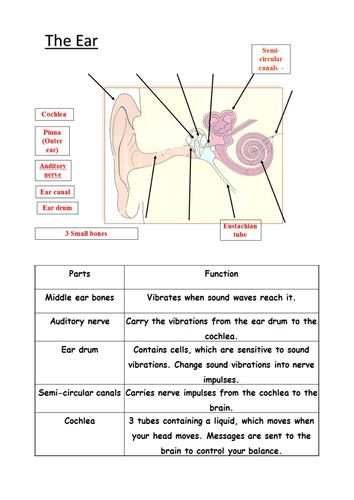 Structure And Function Of The Ear Teaching Resources