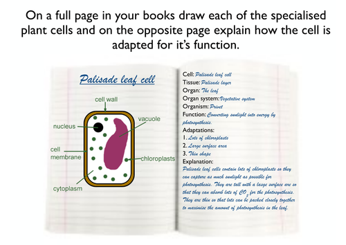 KS3 Photosynthesis Resources