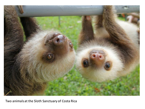 Sloth Week June 2014