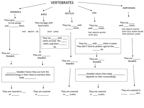 vertebrate groups