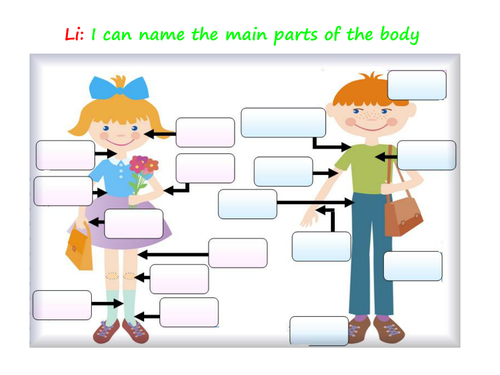 Naming the main body parts and organs
