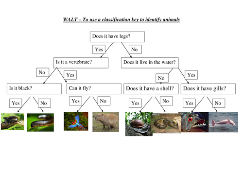 grade animal worksheet classification 6th Rainforest Classification   Keys by emilyf1990 Teaching