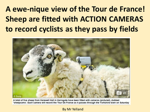 Tour de France 2014 and sheep cam