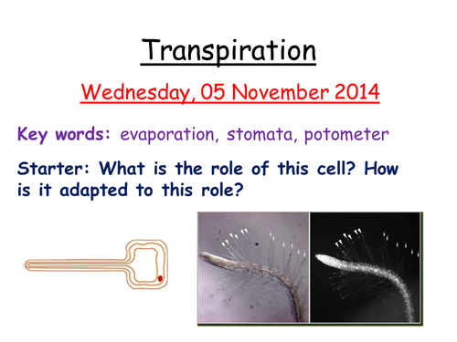 Transpiration AQA B3