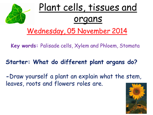 Plant cell, tissues and organs