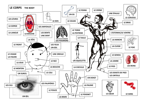 The Body in French le corps en français