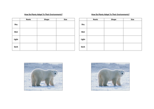 How Do Plants And Animals Adapt To The Tundra Environment?