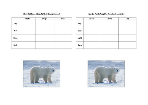 How Do Plants And Animals Adapt To The Tundra Environment? | Teaching  Resources