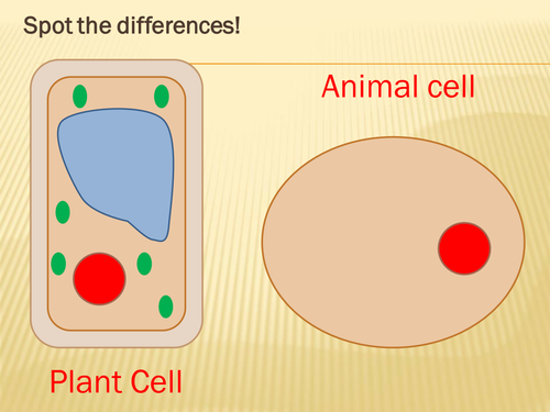 Animal and plant cells