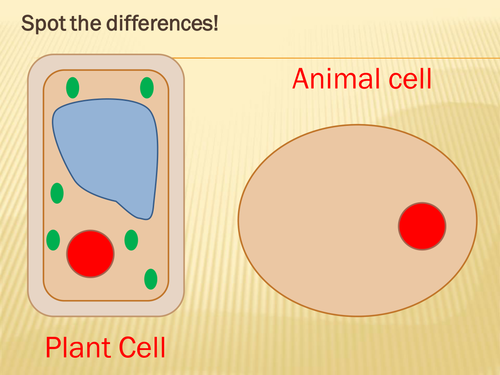 Animal and plant cells | Teaching Resources