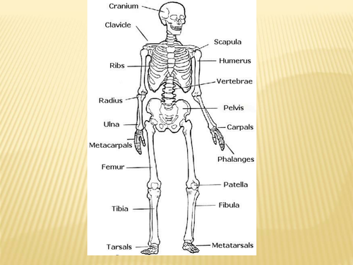 Joints, Muscles & Movement