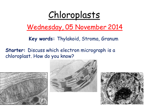 Chloroplast structure and function
