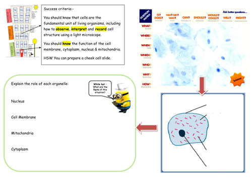 Animal cells