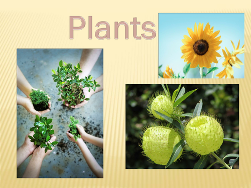 Life cycle of plants | Teaching Resources