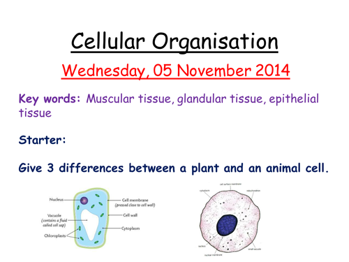 Cells, tissues and organs AQA B2