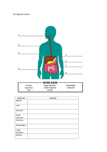 The Digestive System Worksheet