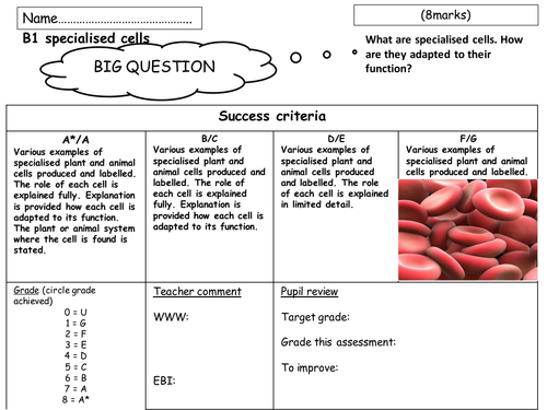 B1 cells